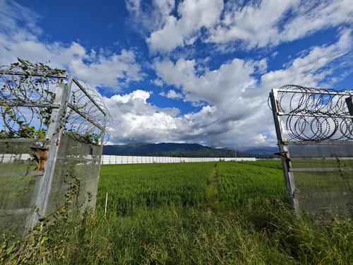 The two-layered border walls between China and Myanmar include a buffer zone, which farmers have utilized for rice cultivation. Source: Niu Zhuo