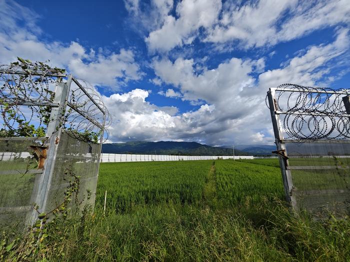 The two-layered border walls between China and Myanmar include a buffer zone, which farmers have utilized for rice cultivation. Source: Niu Zhuo