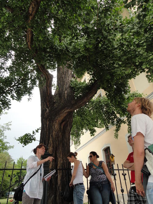 Under the famous gingko in Weimar