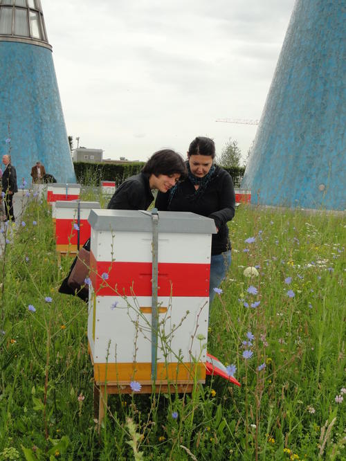 Beekeeping on the roof of  the Art Hall of the Federal Republic of Germany in Bonn