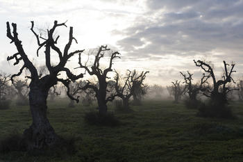 Dead olive trees in the countryside of Ugento, in Salento. Entire swathes of the region now look like an eerie cemetery of desiccated trees, some of which had stood for centuries if not thousands of years.