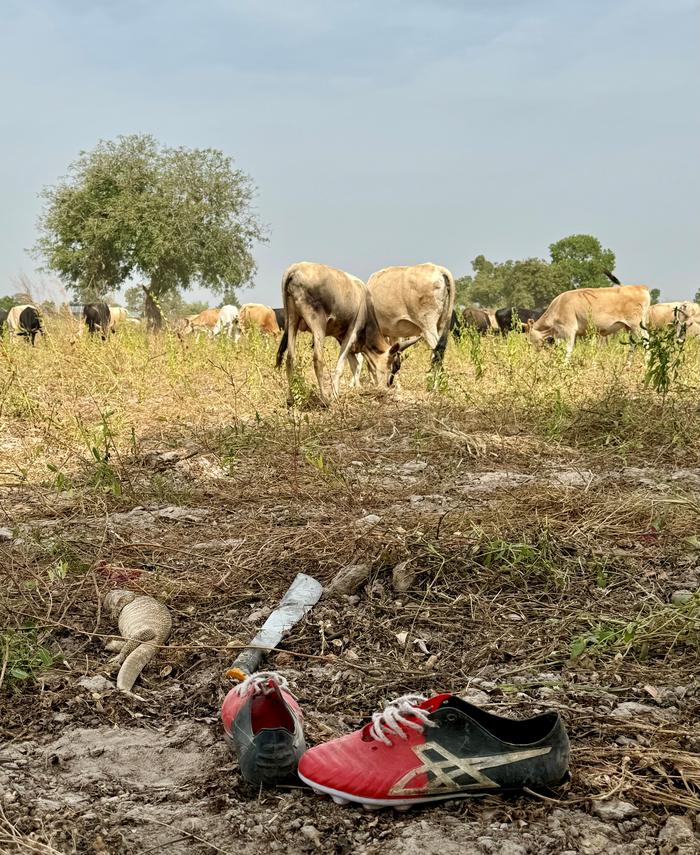 Moments of spatial overlap between humans, domestic animals, and wildlife in changing landscapes: during daily cattle herding through harvested farms, the herder’s shoes and machete lie beside an opportunistically caught lizard. Photo: H. Debelts