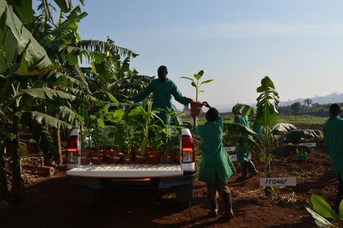 Transport von Jungpflanzen auf das Testfeld für GM Bananen in Kawanda