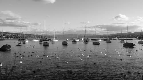 Blick auf den Zürichsee